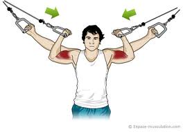 mouvements d'isolation pour musculation des biceps