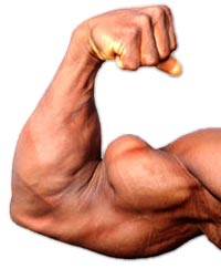 Biceps exercises