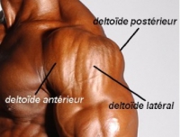 Ejercicios para fortalecer los deltoides
