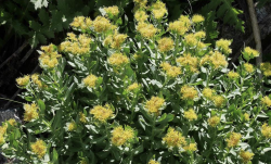 Rhodiola