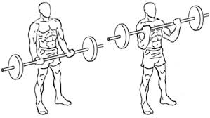 Curl barre musculation des biceps