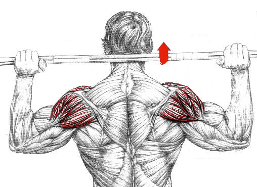 Muscles travaillés en développé épaules