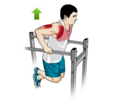 dips triceps.jpg
