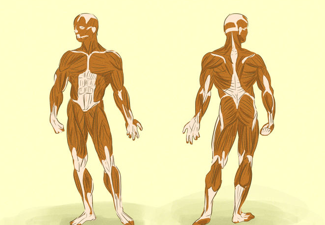 Muscle entraînement musculaire