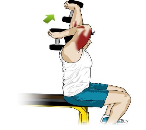 extensions triceps.jpg