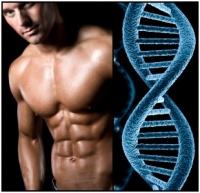 Bodybuilding and genetics