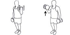 Haltères musculation des biceps