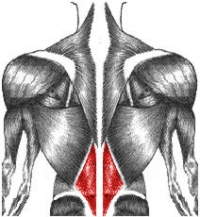 Entrenamiento lumbar: ejercicios y consejos
