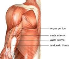 morphologie triceps.jpg