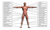 Stabilizing muscles