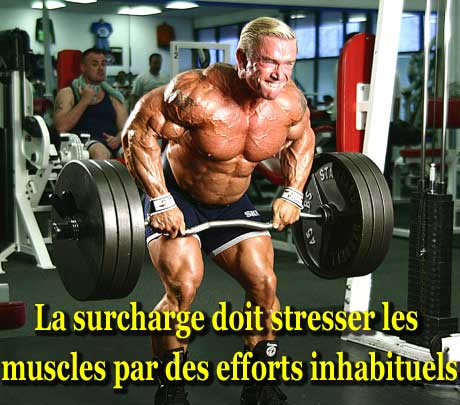 Entrainement en musculation